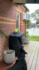 Meilleur cadeau d'anniversaire pour chien obsédé par les balles