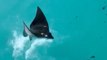 MAGICAL Stingray Makes Spectacular Leap!