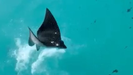 MAGICAL Stingray Makes Spectacular Leap!