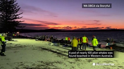 Whales euthanized after unsuccessful rescue in Australia