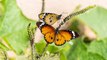 Científicos creen  que las manchas de las mariposas monarcas inciden en su capacidad para realizar su ruta migratoria anual