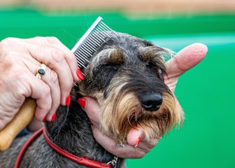 Harewood Dog Show Leeds 2023