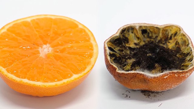 Ants Eating Lemon Time Lapse । Ant Vs Lemon Time Lapse ।Ants Eating Lemon Video ।