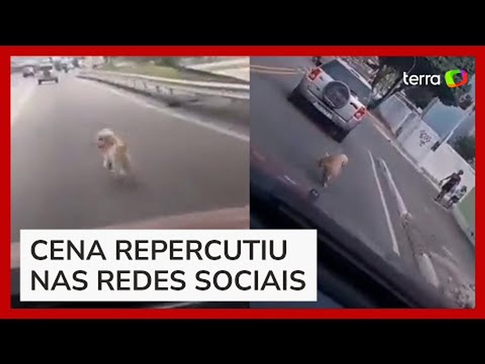 Cão que viralizou ao correr atrás de carro não foi abandonado, mas fugiu de casa, diz tutora