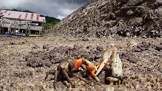 Les crabes se disputent sur Sandy Hole