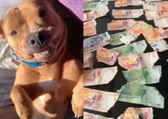 Cadela come mais de R$ 900 reais e elimina cédulas pelas fezes