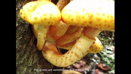 Pholiota cerifera. Champimaginatis. English Text