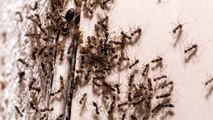 4 Trucos Sencillos Para Eliminar Las Hormigas De Casa