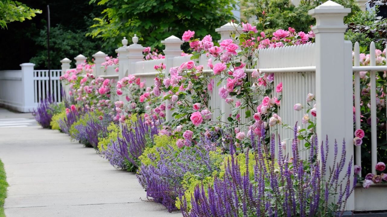 15 Best Plants For Fence Lines