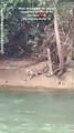 Grupo registra cena rara: Onça e filhote são avistados às margens do rio em Porto Camargo