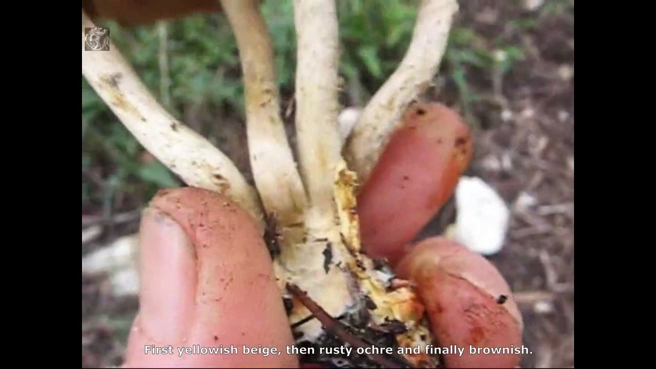 Pholiota gummosa. Champimaginatis. English Text