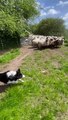 Border Collie troupeaux de moutons écossais têtus