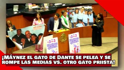 ¡VEAN! ¡el gato de Dante Álvarez Máynez pelea y se rompe las medias contra otro gato del McPRIANRD!