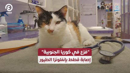 "فزع في كوريا الجنوبية" إصابة قطط بإنفلونزا الطيور