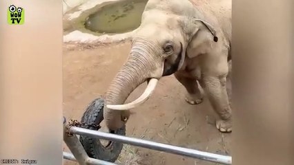 35 Hero Animals That Saved Human Lives !