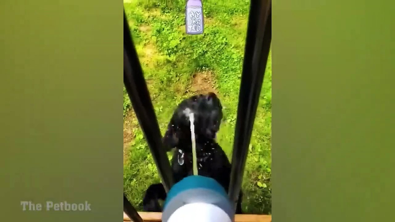 1 Hour of Cats Fight  Funniest Cats and Dogs 