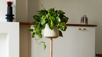 This plant is tackling the pollutants your air purifier can’t