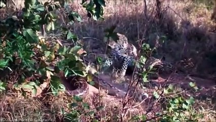 This Monkey Messed With The Wrong Opponent