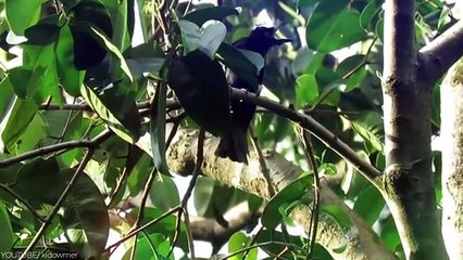 This Killer Bird Is The Worst Nightmare For Any Snake