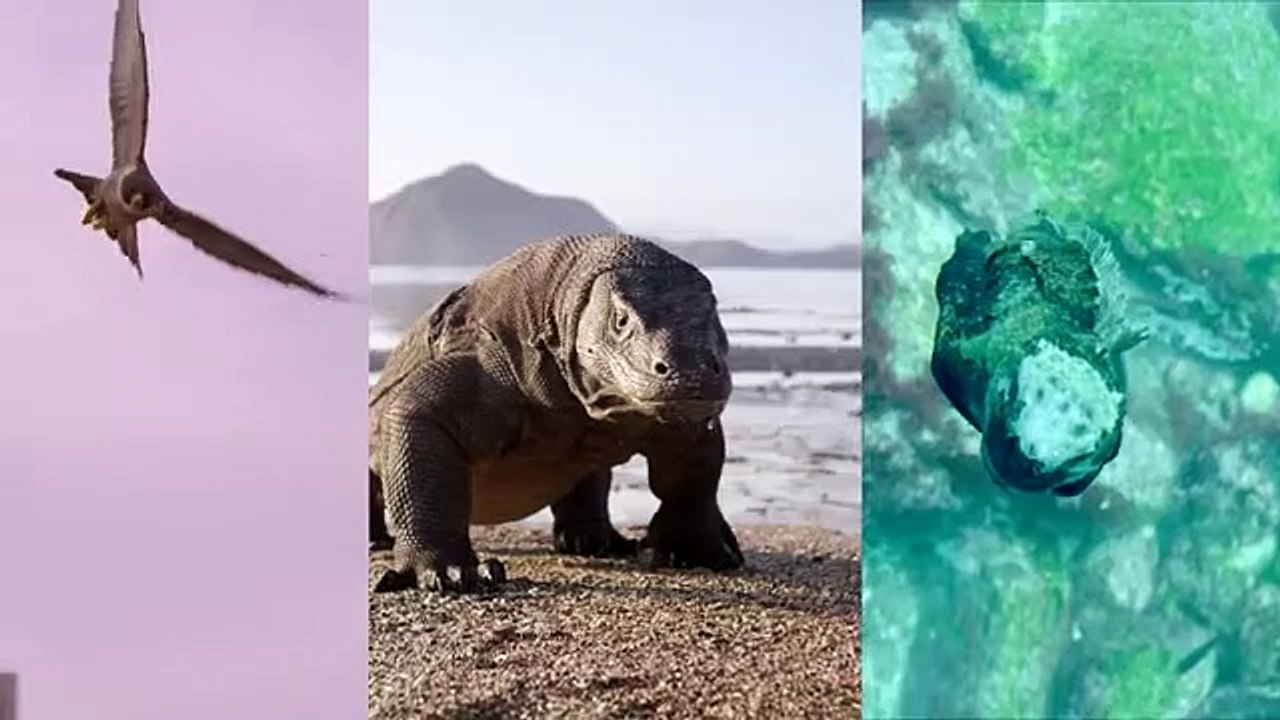 These Mother Animals Said No To Predators