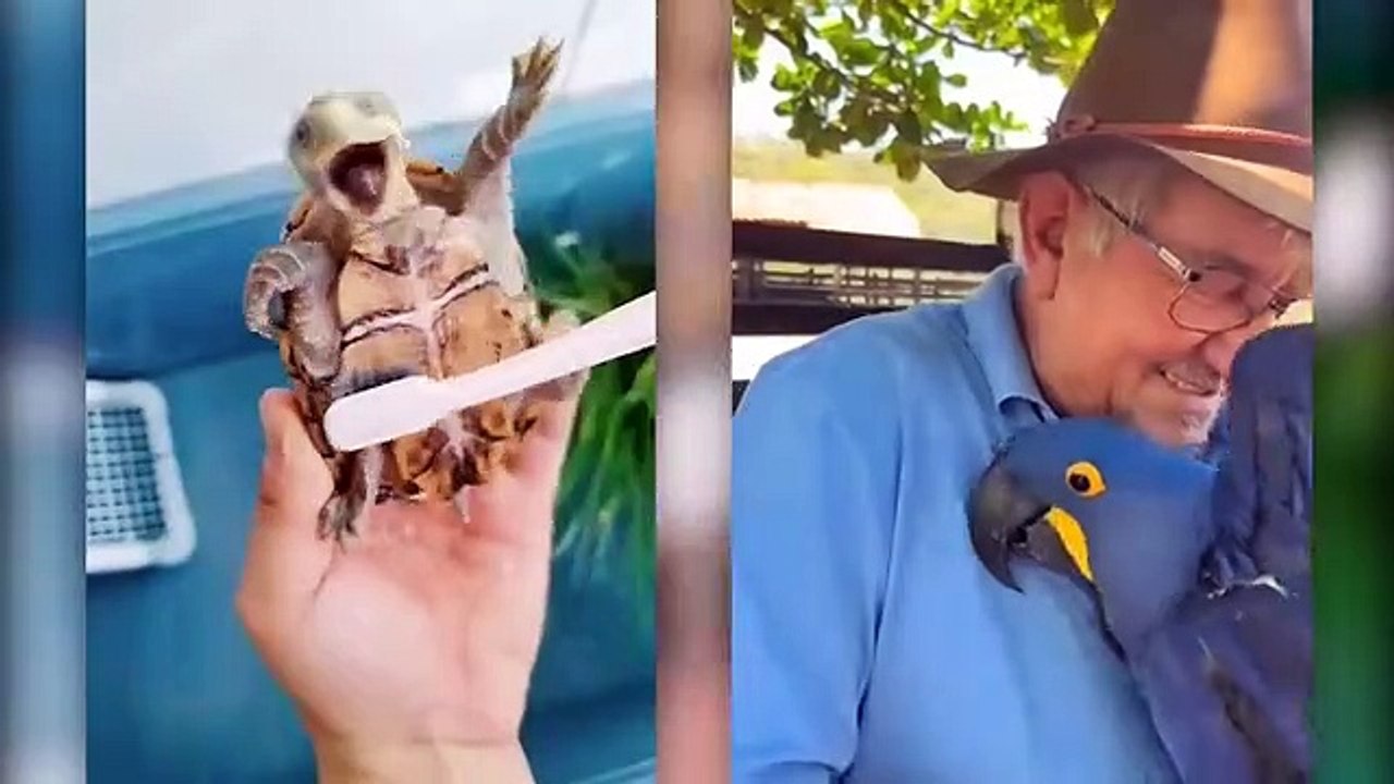 These Cute Baby Animals Will Make You Go Aww Wi...
