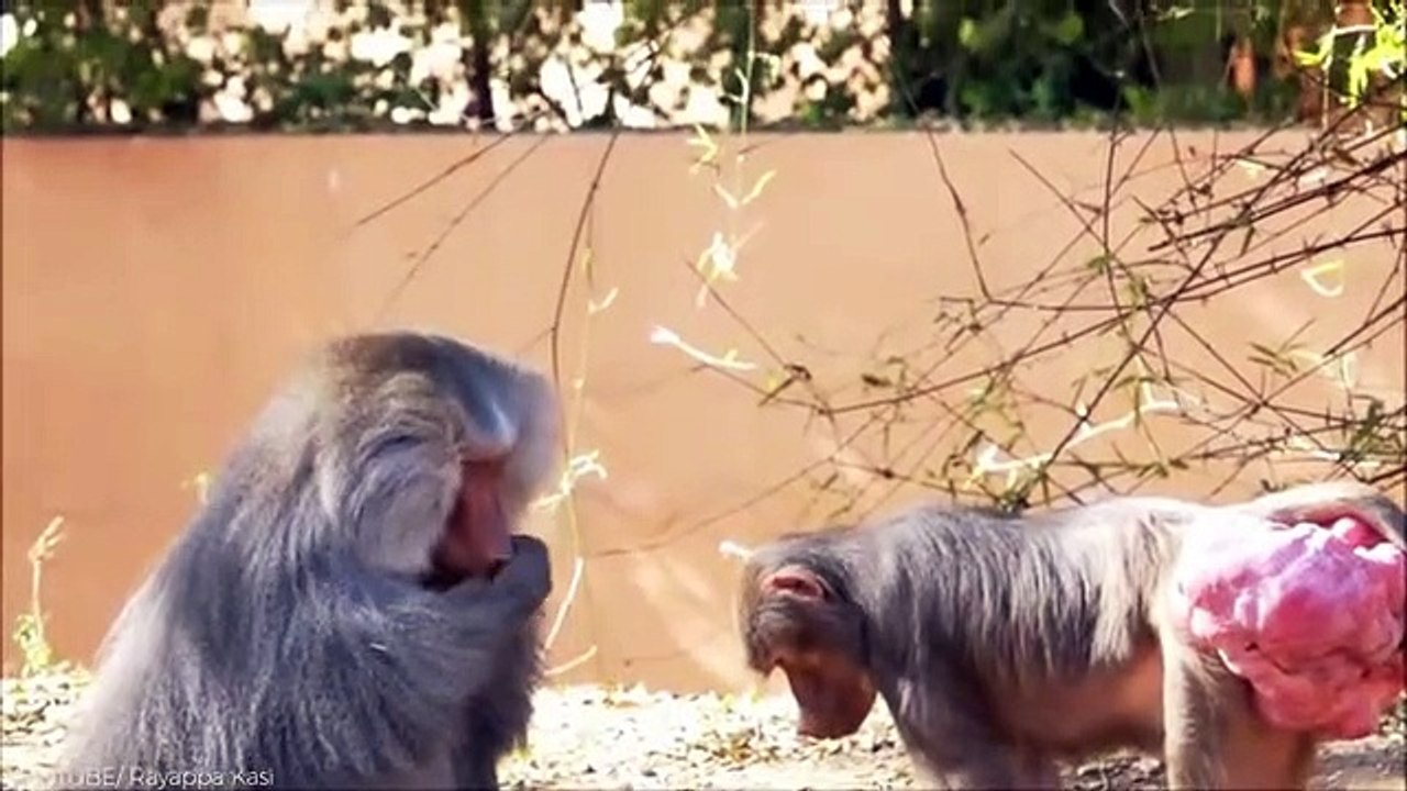 The Greatest Animal Clashes Captured on Camera