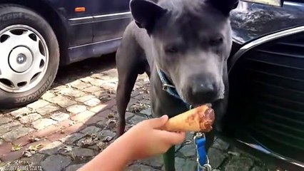 The Most Recently Discovered Dogs In The World