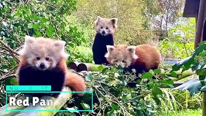 The Cutest Wild Baby Animals That Will Make You Go Aww