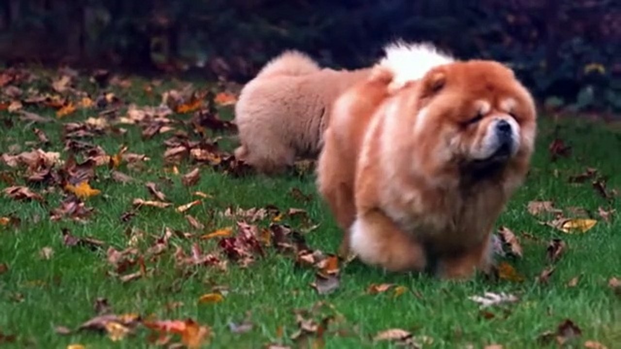The Most Banned Dog Breeds In The World