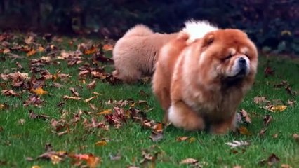 The Most Banned Dog Breeds In The World