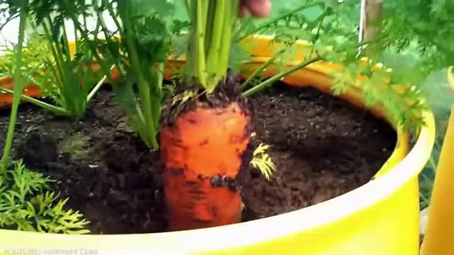 The Biggest Fruits And Vegetables Ever Captured !