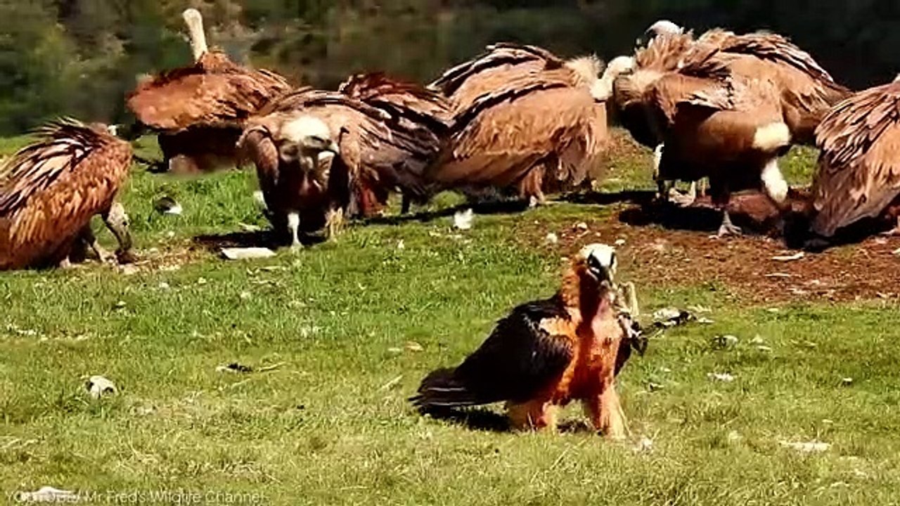 The Best Raptors In The World