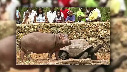 Strongest Friendships Between Wild Animals Caught On Camera