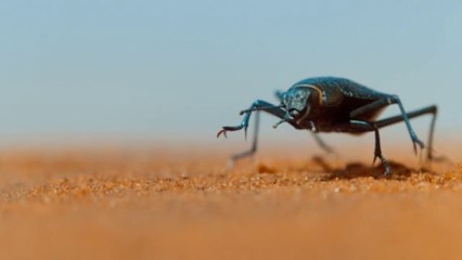 Entre Dunas y Sombras: Vidas del Desierto