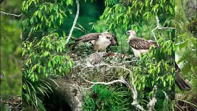Philippine Eagle Vs American Bald Eagle Vs Golden Eagle - The Strongest
