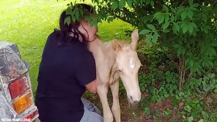 People Saving Animals Lives - Part 7