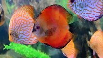 Most Beautiful Fishes on Planet Earth (P#2)