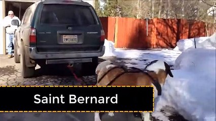 Most Powerful Dog Breeds in the World