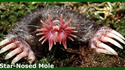 List of Animals Which Exist But are Hard to Believe