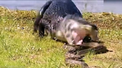 Here Is Why Hyenas Laugh At Big Cats Now