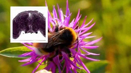 Here Is Why Bees Die After Doing This !