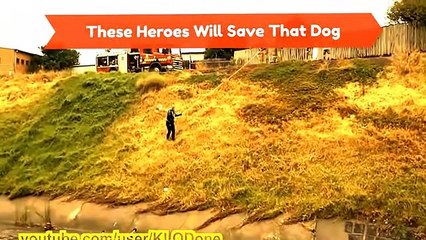 Great People Saving Animals Lives #5