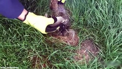 Genius Ways Animals Protect Their Babies From Predators