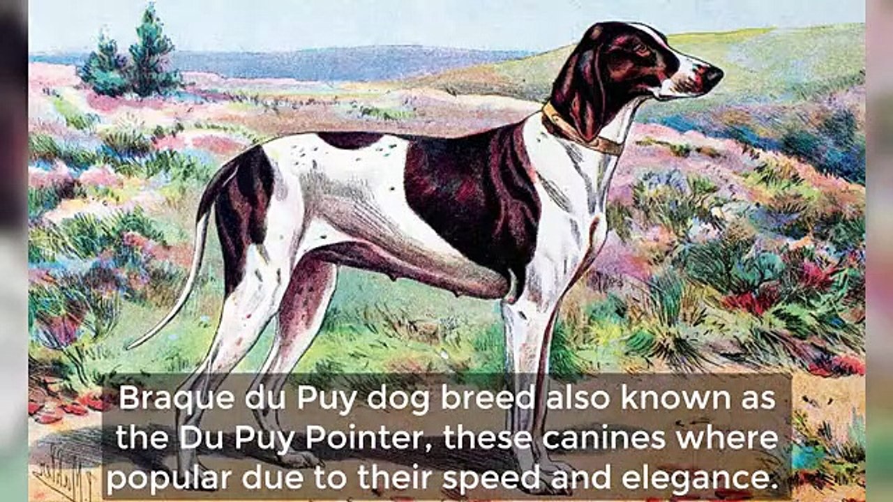 Extinct Dog Breeds That You Never Knew Existed