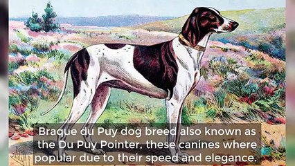 Extinct Dog Breeds That You Never Knew Existed