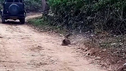 Even Predators Are Afraid Of These Aggressive Animals