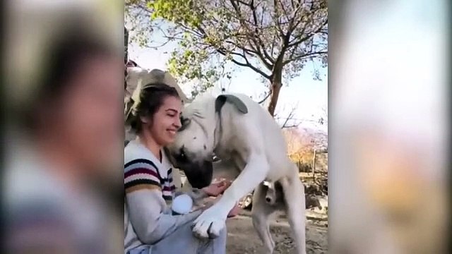 Biggest Dogs Ever Captured On Camera!