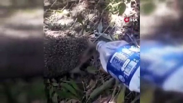Belediye işçisi sıcaktan bunalan kirpiye böyle su içirdi