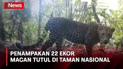 Kamera Pengintai Rekam 22 Ekor Macan Tutul di Taman Nasional Meru Betiri Jember