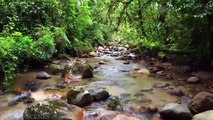 Amazon 4k - The World’s Largest Tropical Rainforest Part 2 | Jungle Sounds | Scenic Relaxation Film